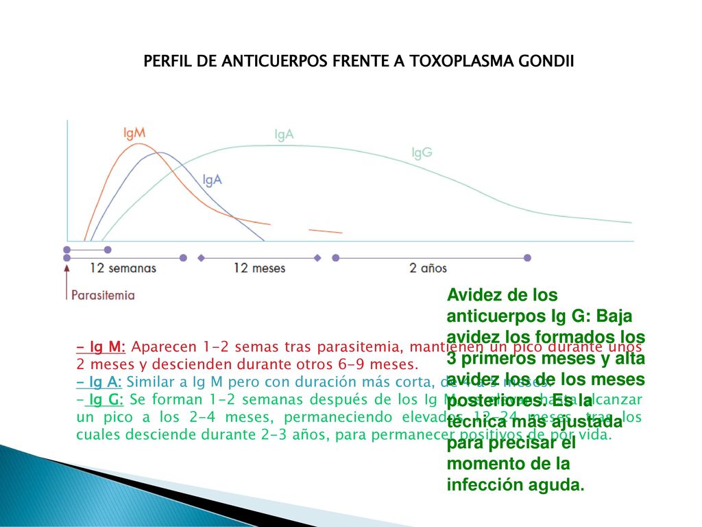 que es toxoplasma anticuerpos igm